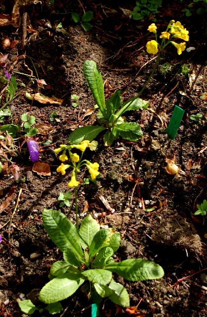 Primula prolifera dwarf form